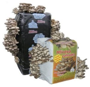 Substrát pro pěstování hlívy ústričné