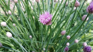 chives-774192_640